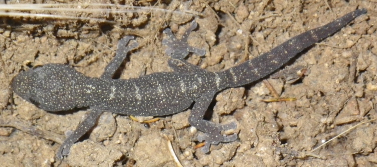 Tarantolino (Euleptes)